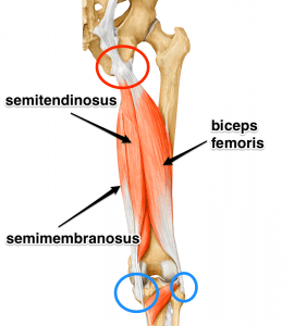 The hamstring muscle group | Chiro Health & Rehab Centre, Concord West, Sydney