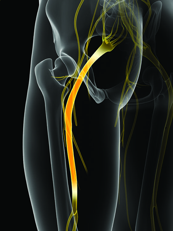 3d rendered illustration of the sciatic nerve