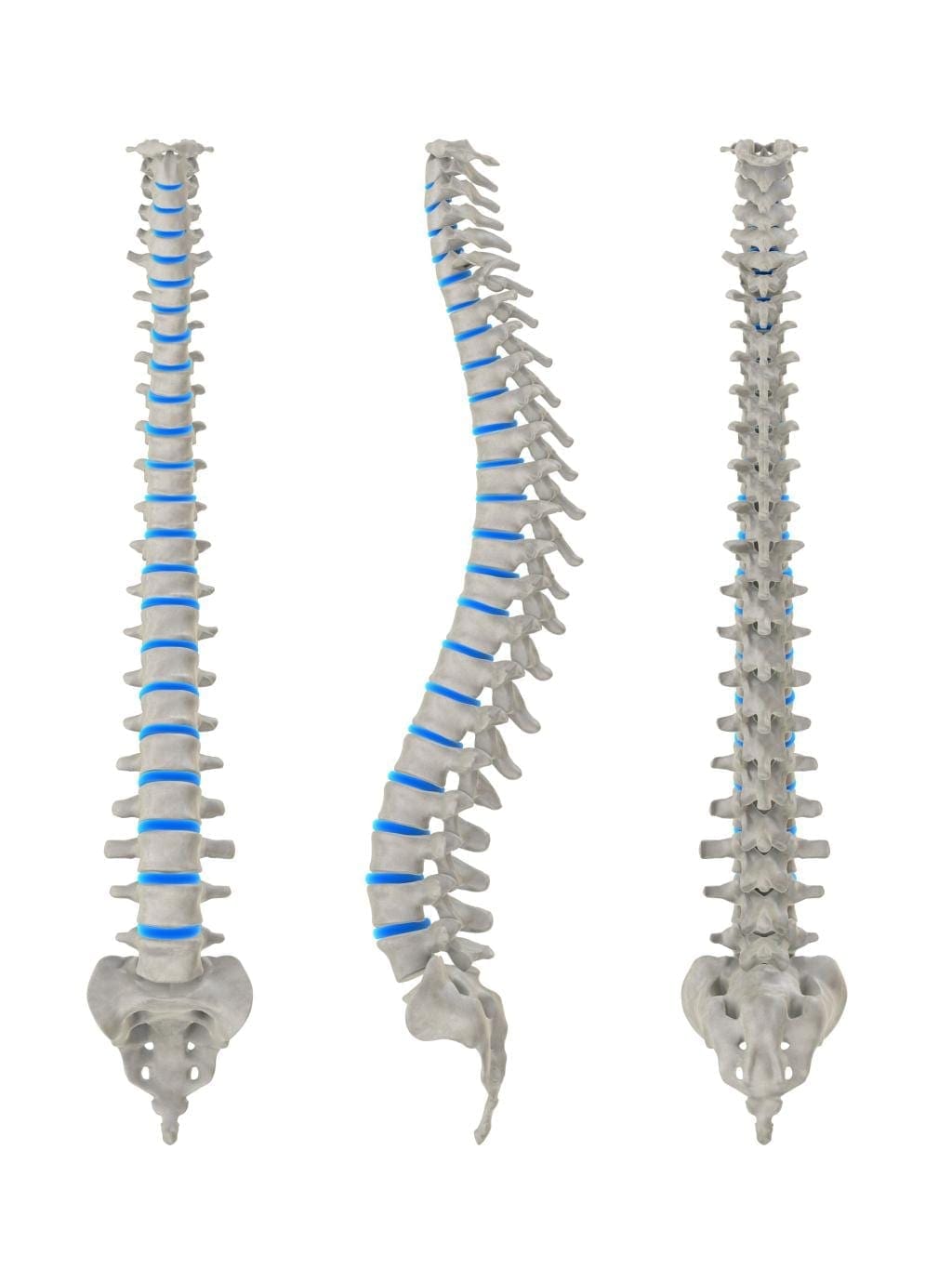 spine animation crack