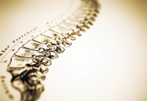 spine2